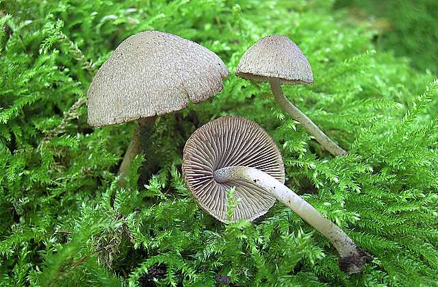 La flora micologica del Leymenthal